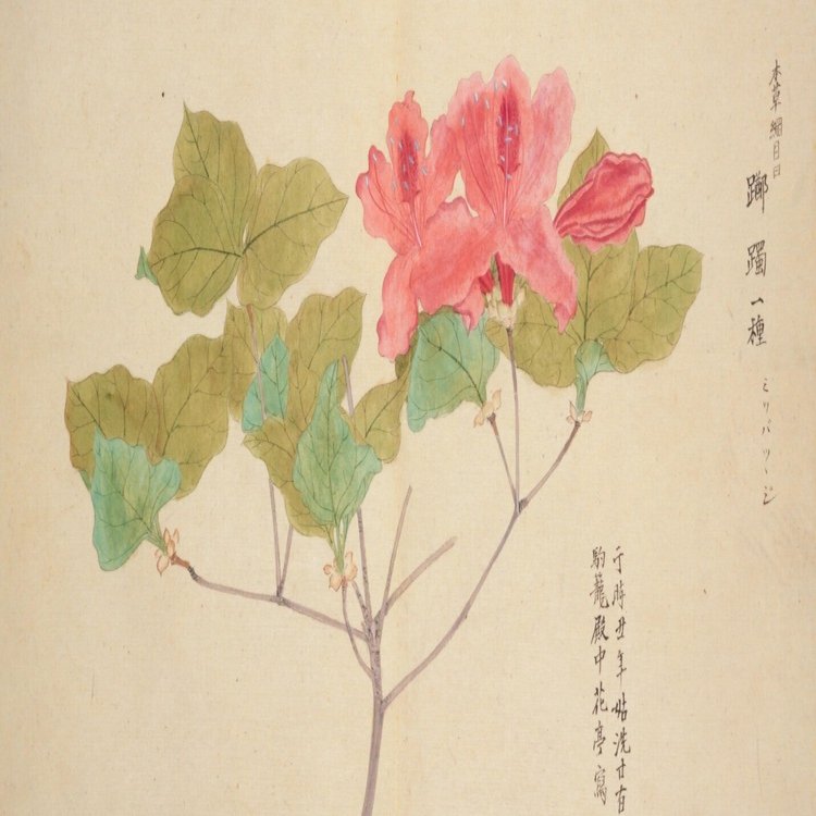 190．『梅園草木花譜』のツツジ｜sasayan