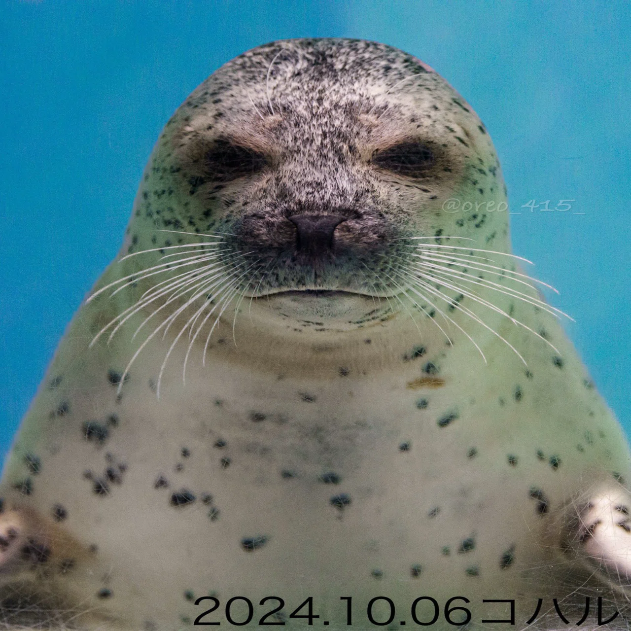 ②下田海中水族館ってどんなところ🦭？｜れお