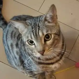 よしじ