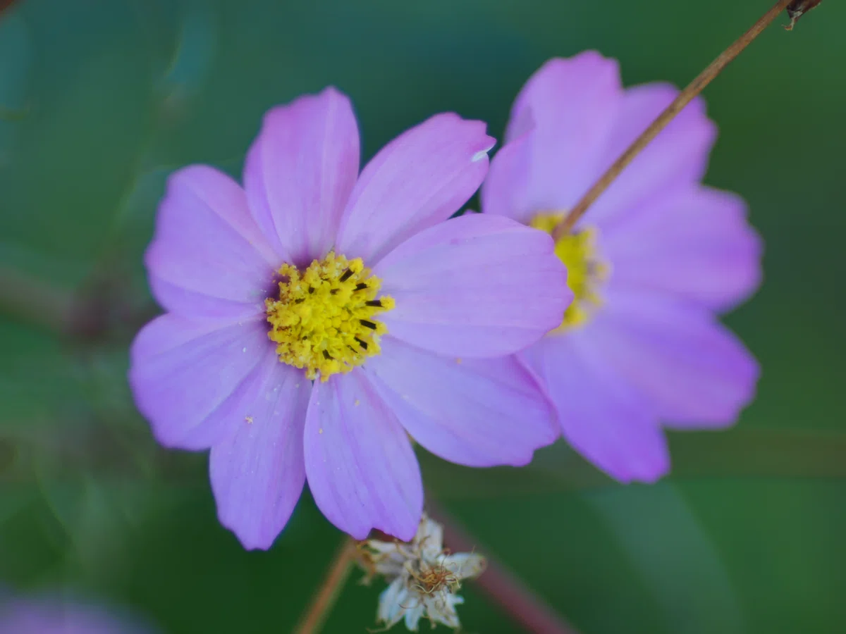その名はKIRON 105mm f2.8 MACRO｜社畜とカメラ@ぺにこむし(にんにく警察)