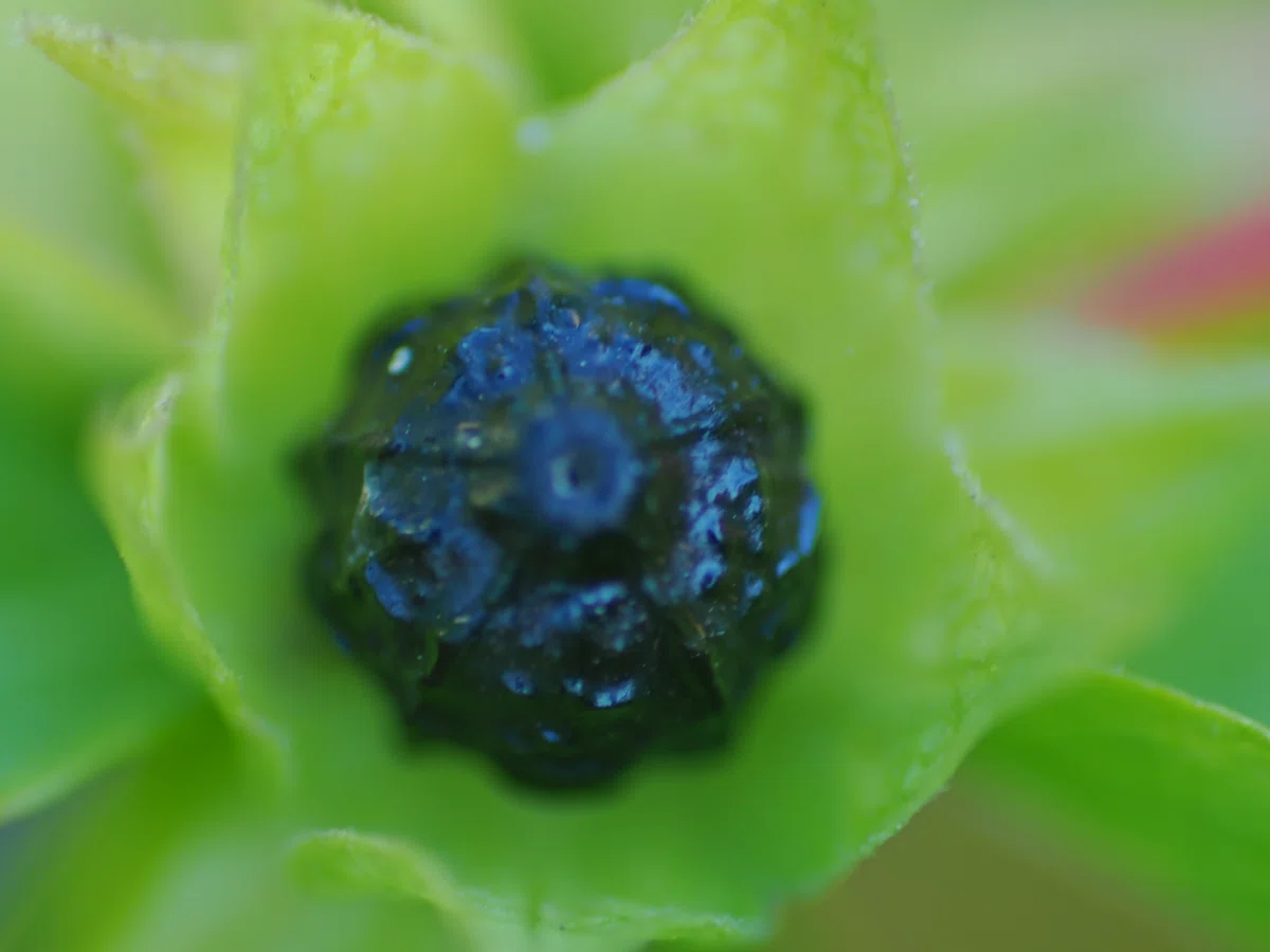 その名はKIRON 105mm f2.8 MACRO｜社畜とカメラ@ぺにこむし(にんにく警察)