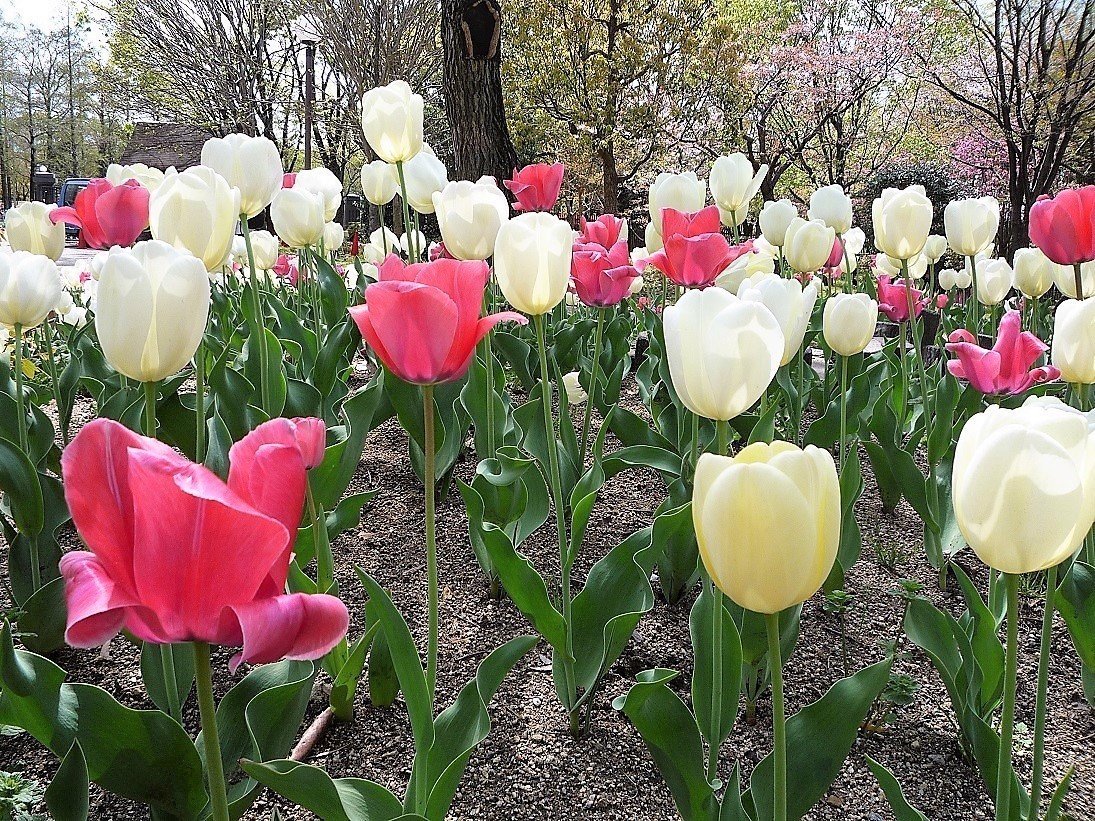 記憶の風景 8 鶴見緑地公園 18年4月5日 悠冴紀 小説家 詩人 Note 記憶の風景 8 鶴見緑地公園 18年4月5日 悠冴紀 小説家 詩人 Note