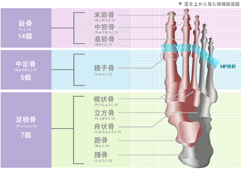 第7回 足の骨はいくつある Repace 広崎哲也 Note