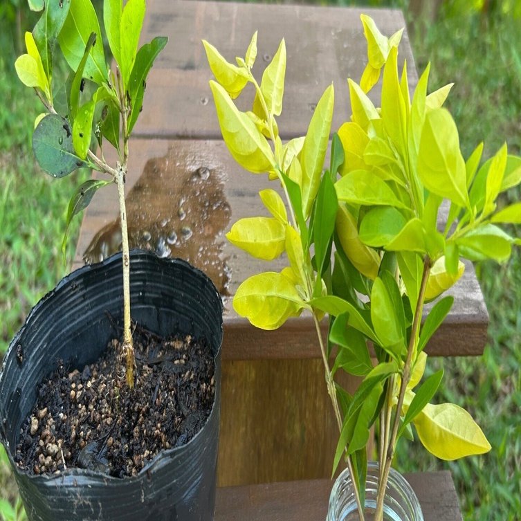 はじめての、その先へ #73 挿し木の初心に立ち返る｜アベアヤ