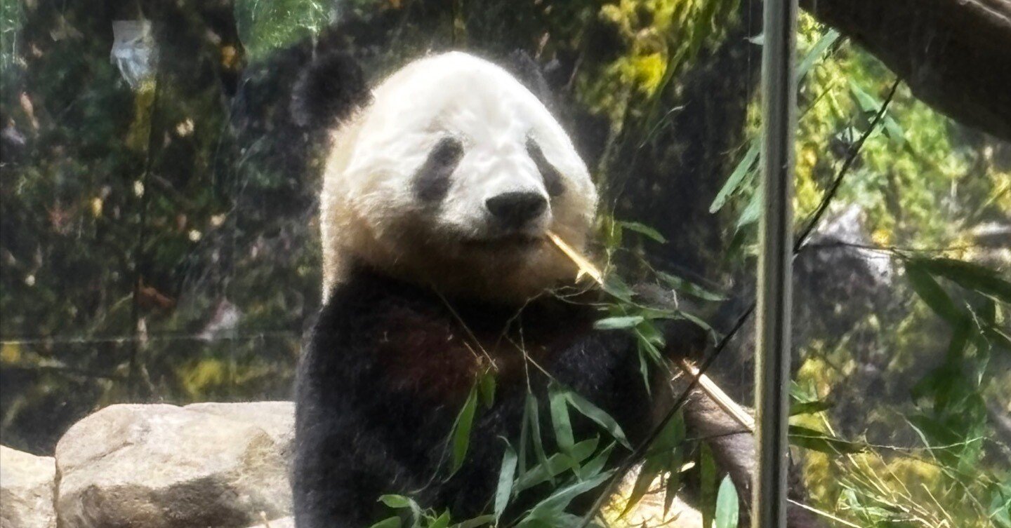 第121話]あの時の上野のパンダは誰？｜Who was the panda at Ueno