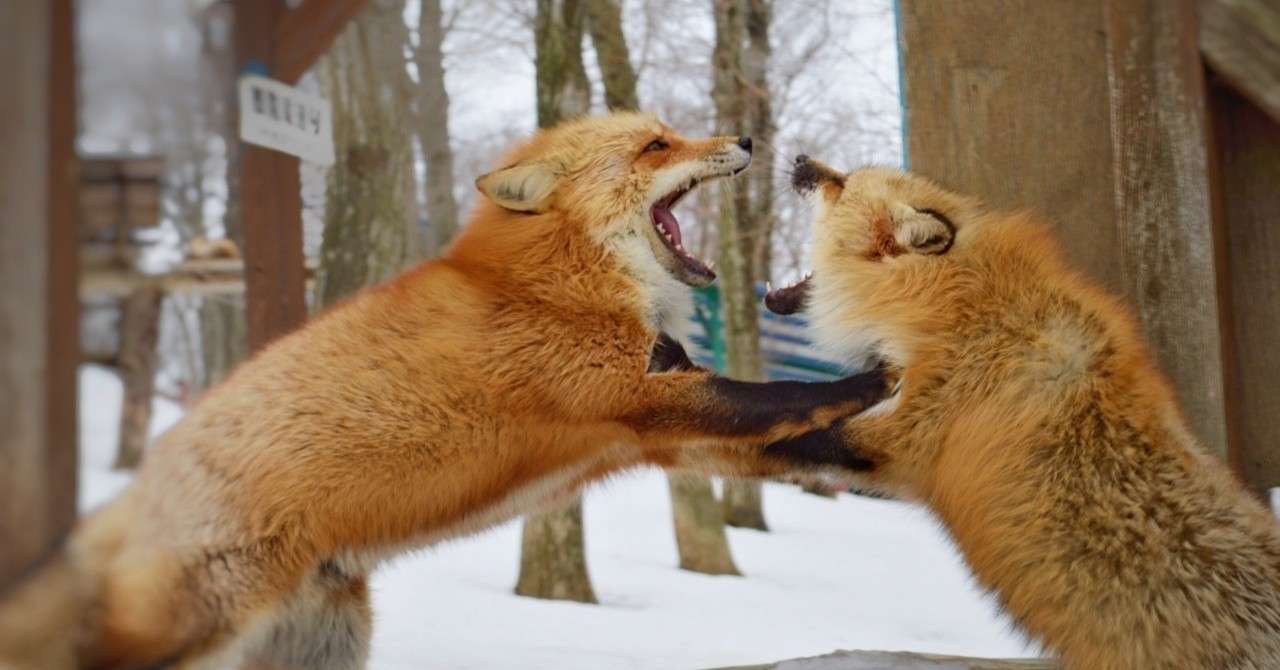 英語で喧嘩する時 私は私ではない イギリスで映像翻訳 毒舌あやちゃんのukライフ Note