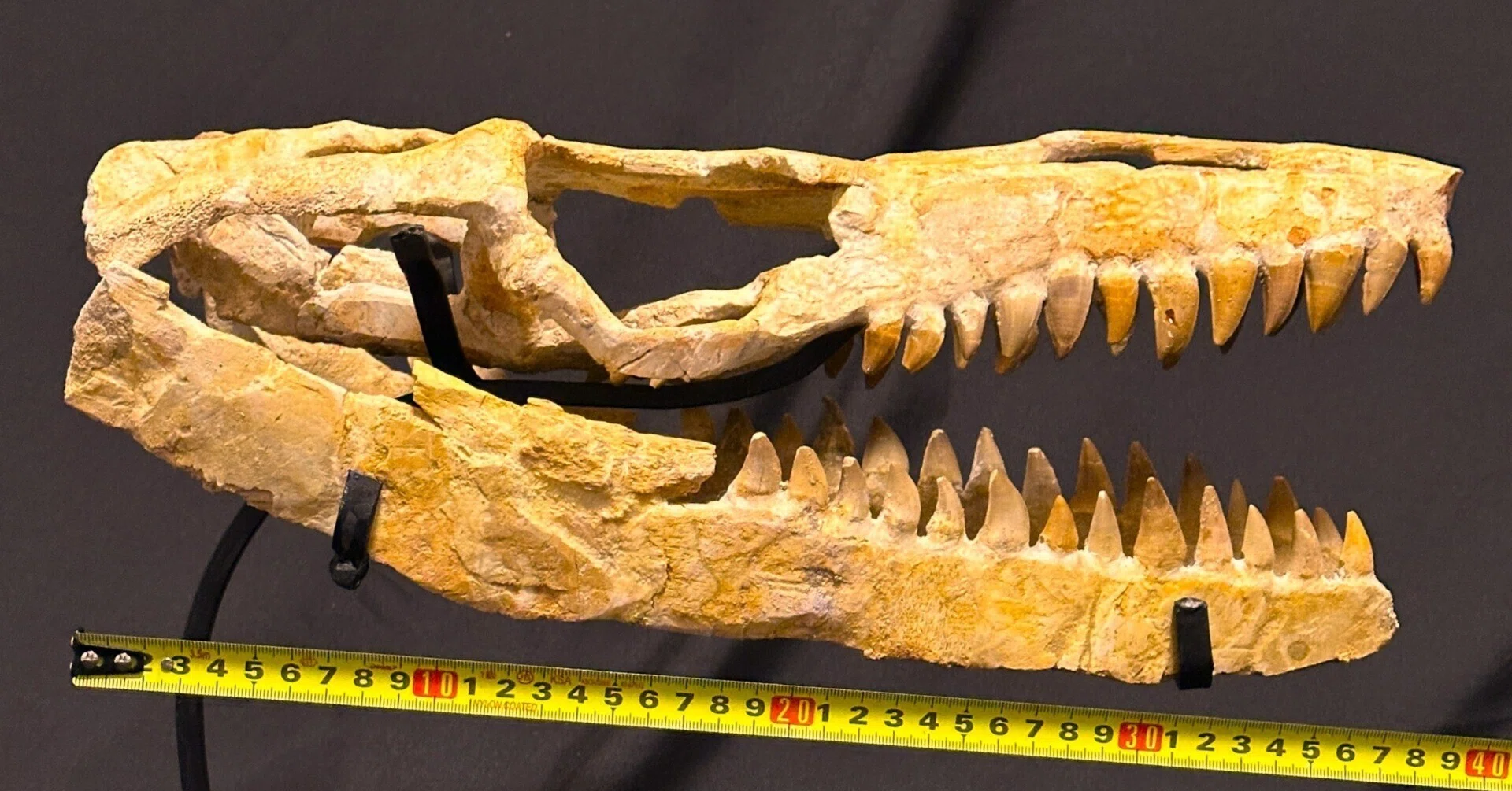 即納☆40cm級 モササウルス類 スカル 化石標本☆海生爬虫類 頭骨