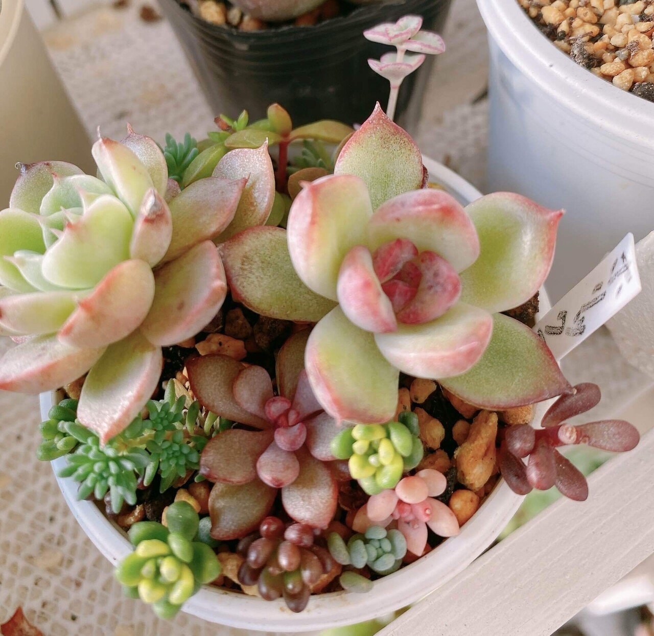 のびのび多肉を買ってみました・葉挿しっ子の成長記録｜hika@m