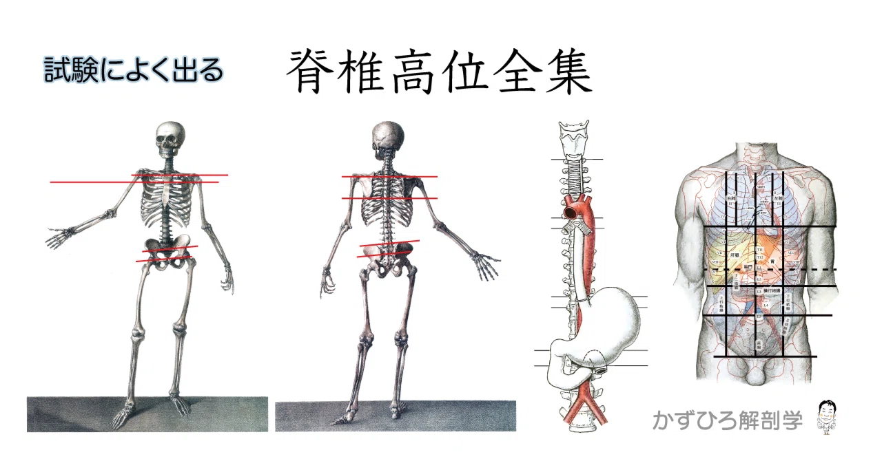 試験によく出る｜脊椎高位全集｜かずひろ先生（黒澤一弘｜解剖×教育×AI）