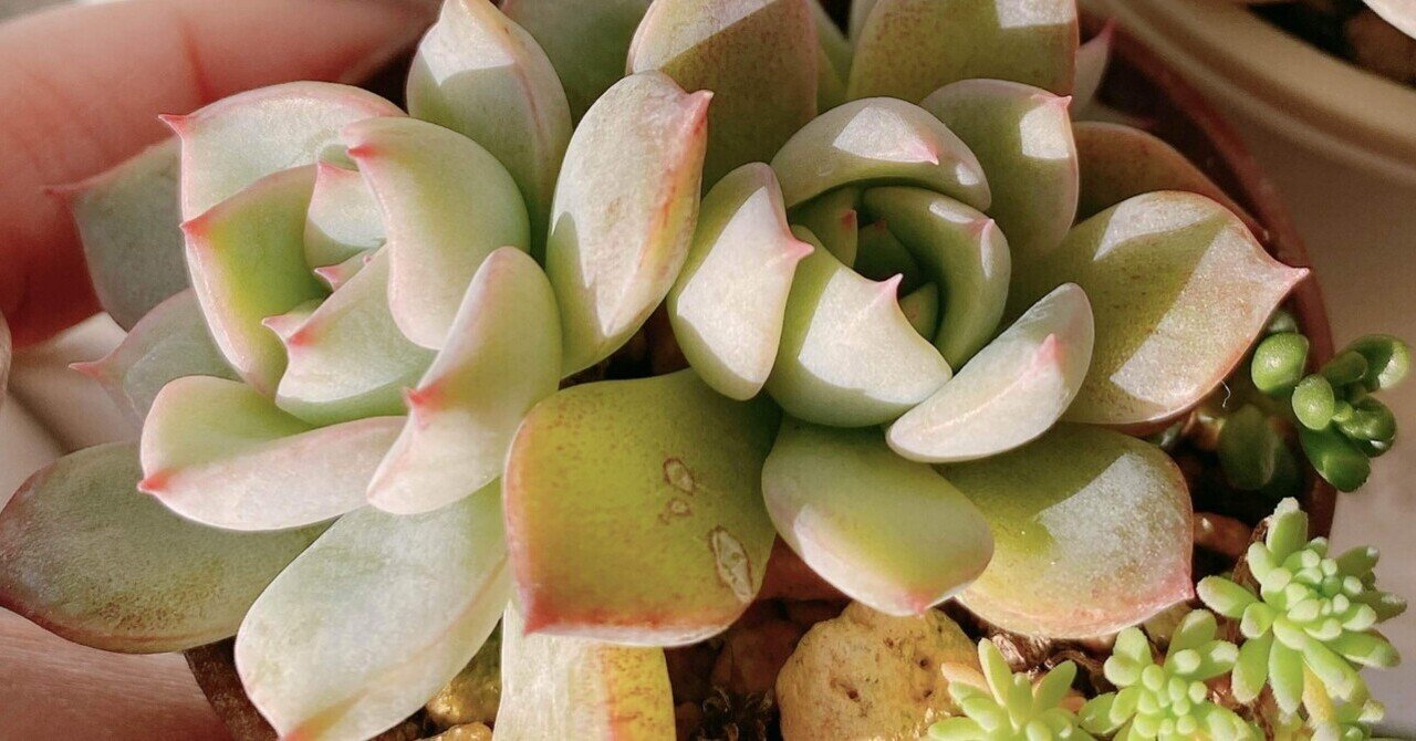 のびのび多肉を買ってみました・葉挿しっ子の成長記録｜hika@m