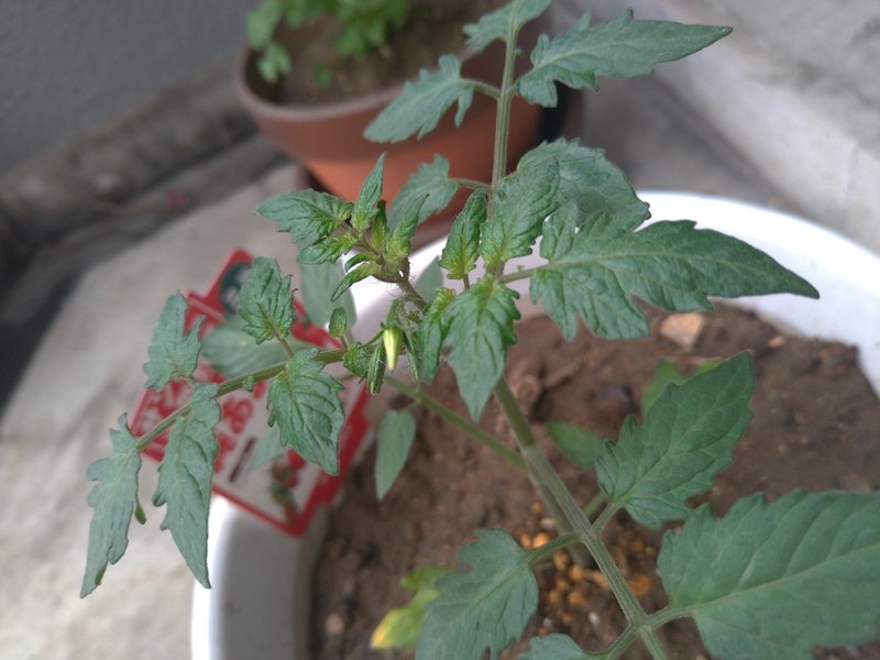 世の中いろいろあるけど野菜は育つ みずのつくる Note 世の中いろいろあるけど野菜は育つ みずのつくる Note
