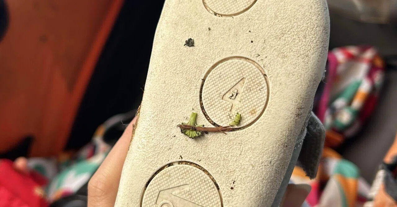 Why is there broccoli on the sole of my shoe?｜暮らしの翻訳者の桃