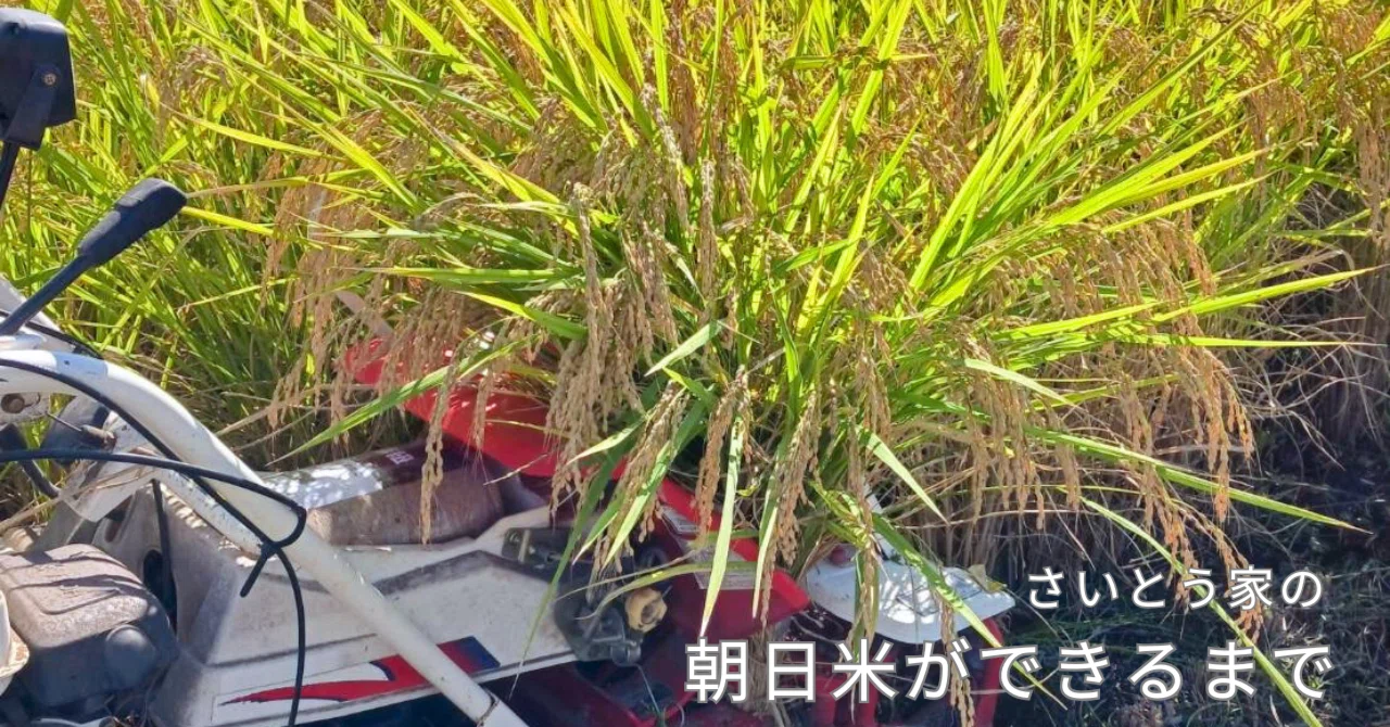 The Story of Our Naturally Grown 'Asahi Rice'｜さいとう