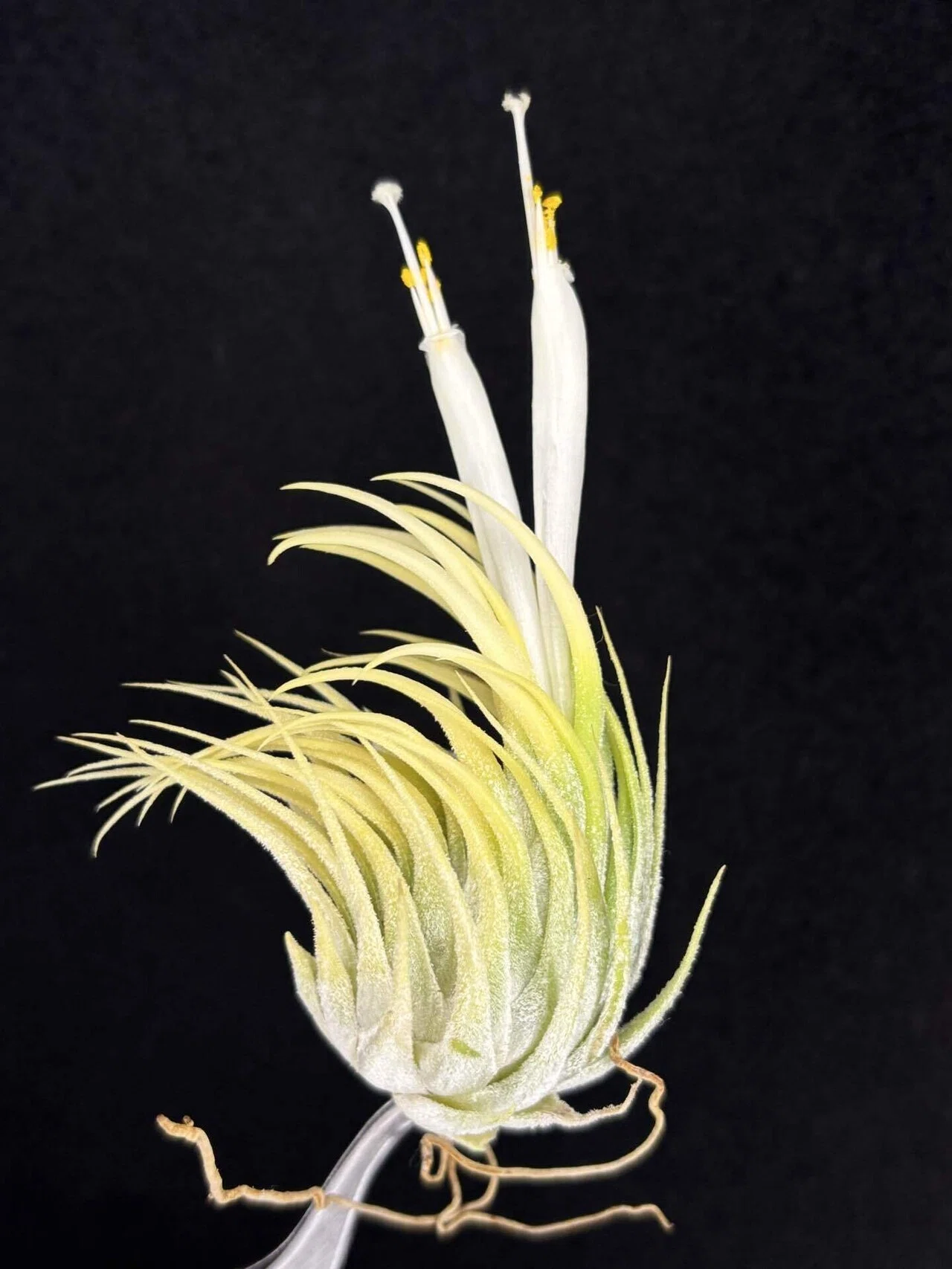 ラストT.ionantha White Knigit T'S TROPICALS Holm's White Knight' Tillandsia Day 2020 Australia T'S TROPICALS