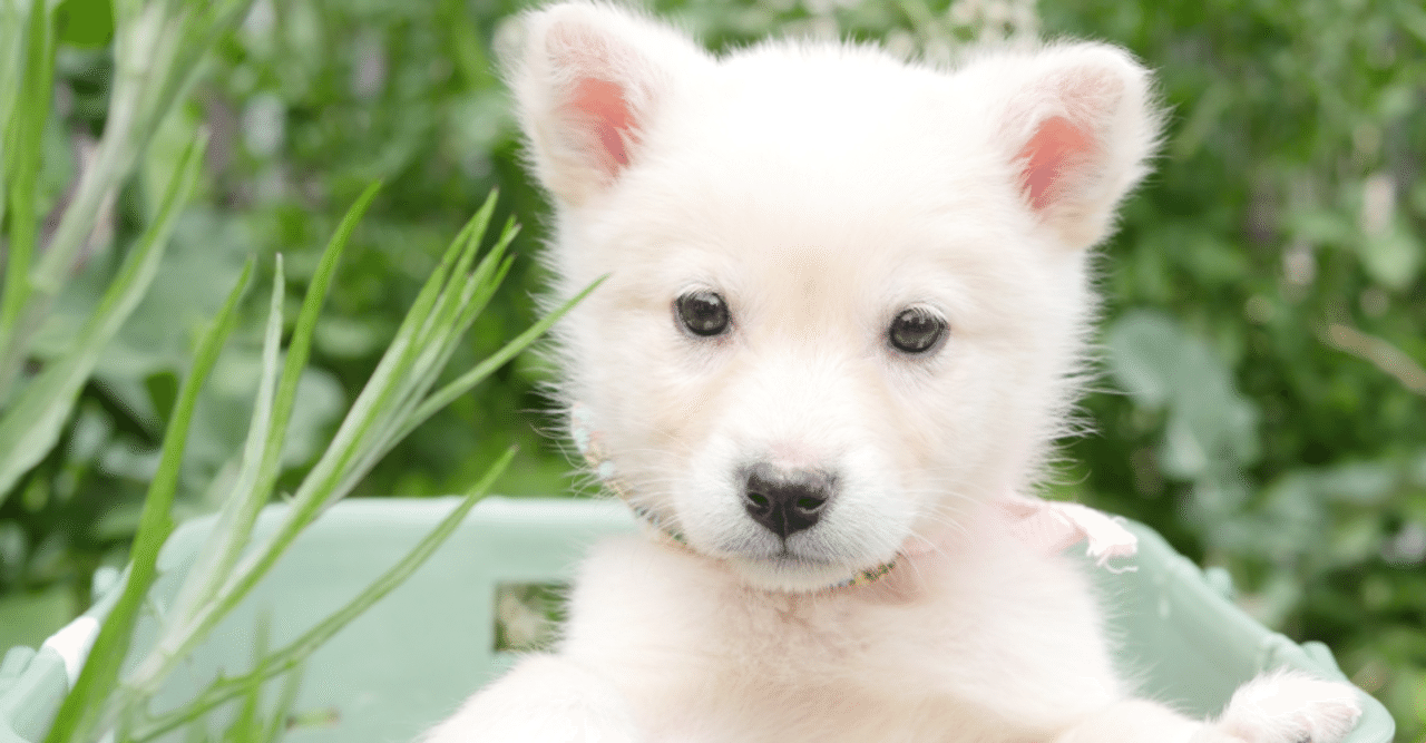 人に好かれやすい上に年収も高い人が持つ身体的特徴とは 心理学博士ちょっぺ 先生 note