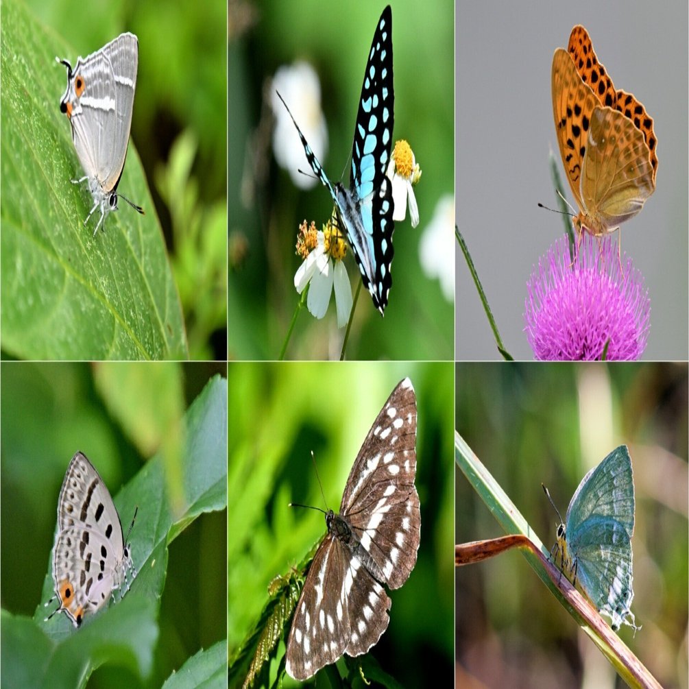 【琥蝶】おまとめ6点 蝶記録】ご無沙汰チョウ探索2025まとめ｜Makoqujila_note