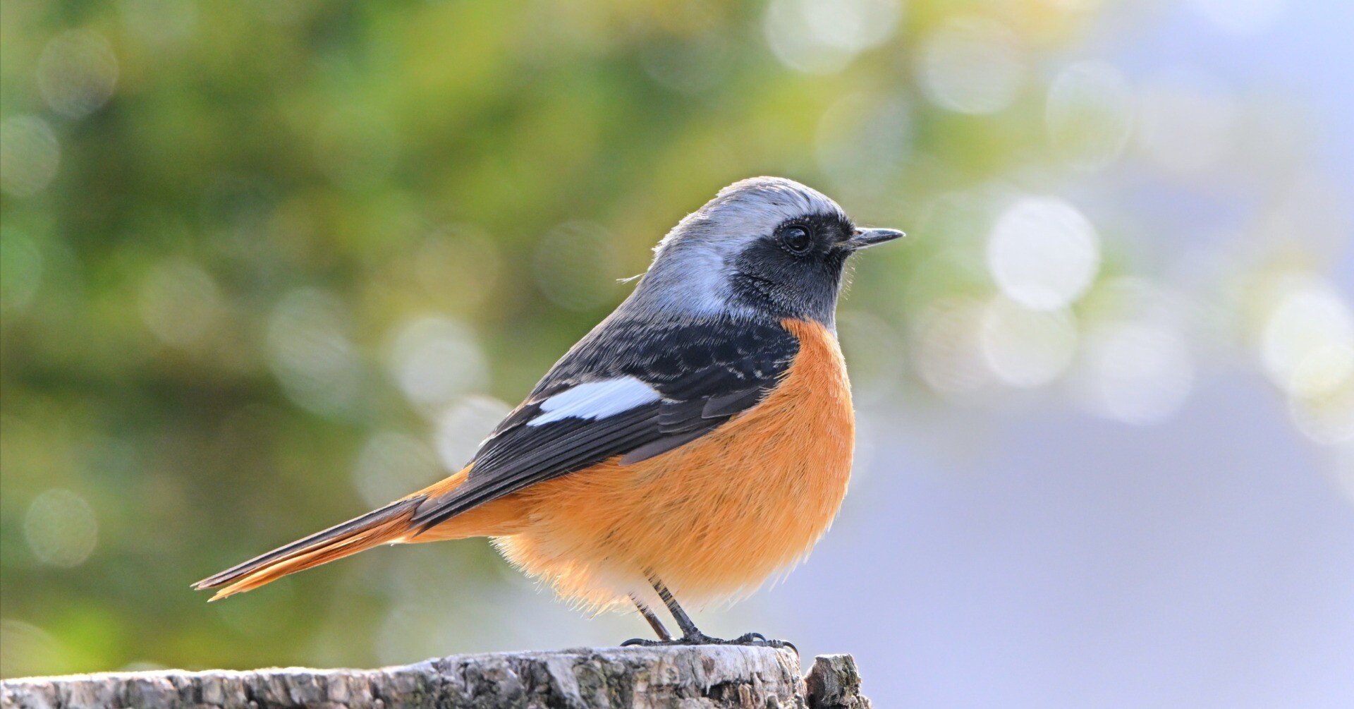 Z9を購入した理由 （2025年末Ver.）｜シェル