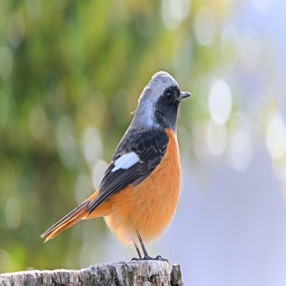 見本 Z9を購入した理由 （2025年末Ver.）｜シェル