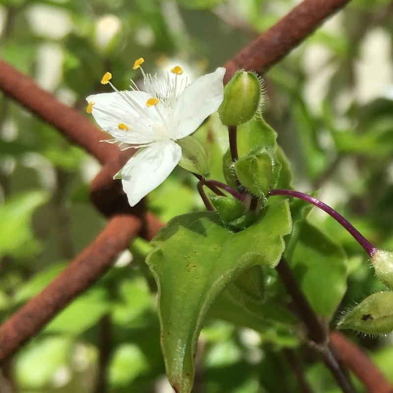 小指の爪くらいの小さいお花 花と日々 Yas Note 小指の爪くらいの小さいお花 花と日々 Yas Note