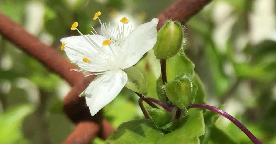 小指の爪くらいの小さいお花 花と日々 Yas Note