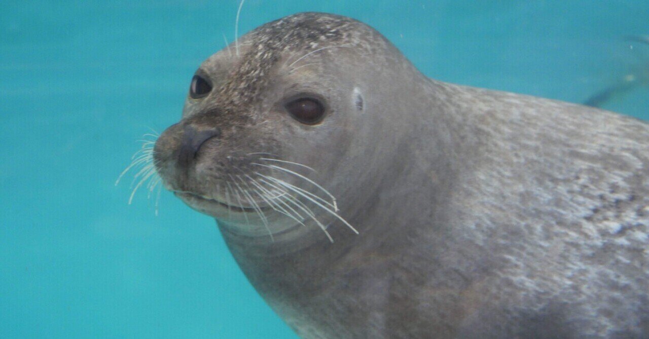 アザラシまとめ｜ベッチ｜note