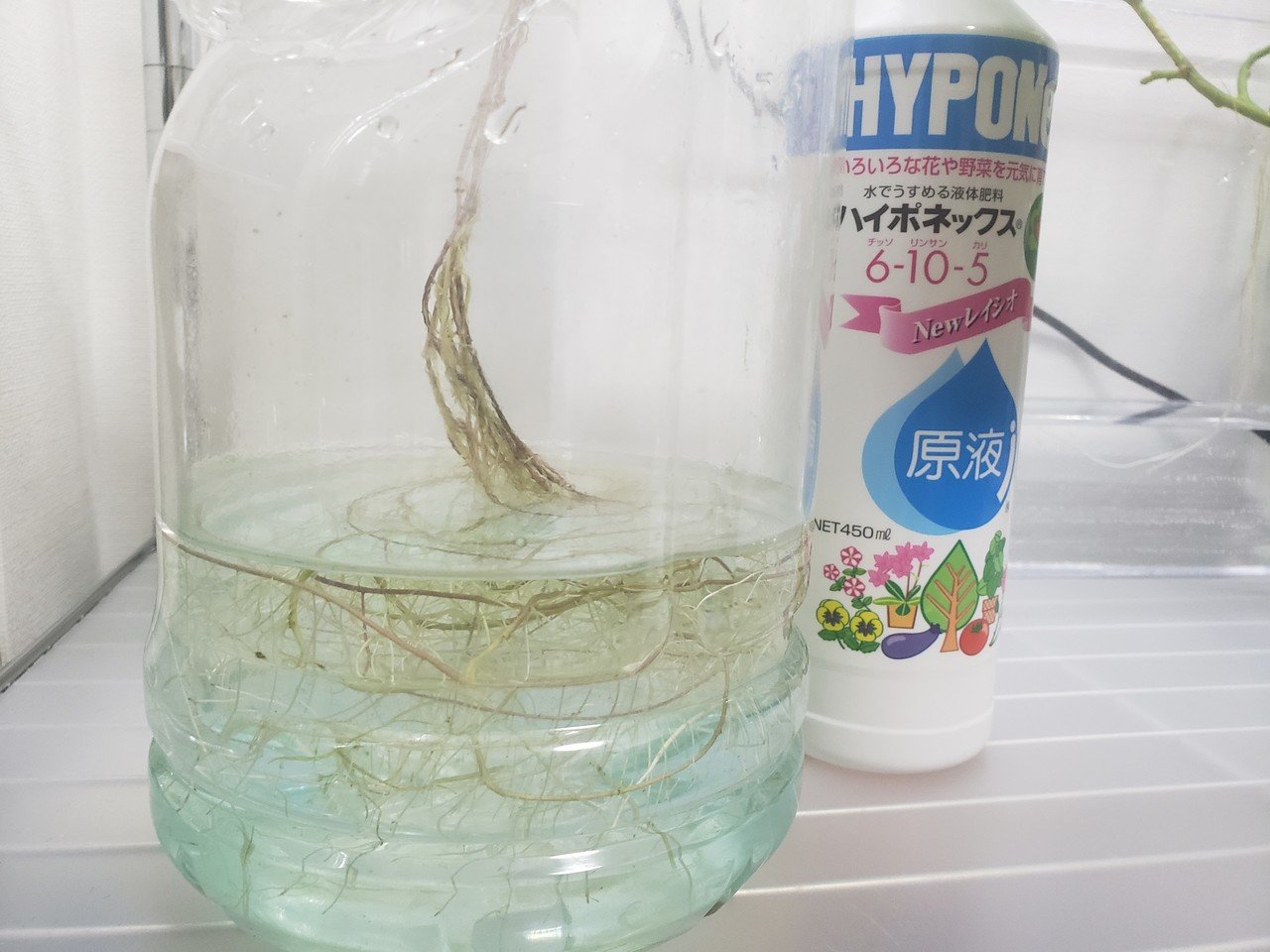 育てた さつまいもの水耕栽培 18日目 渡邊さゆり Note