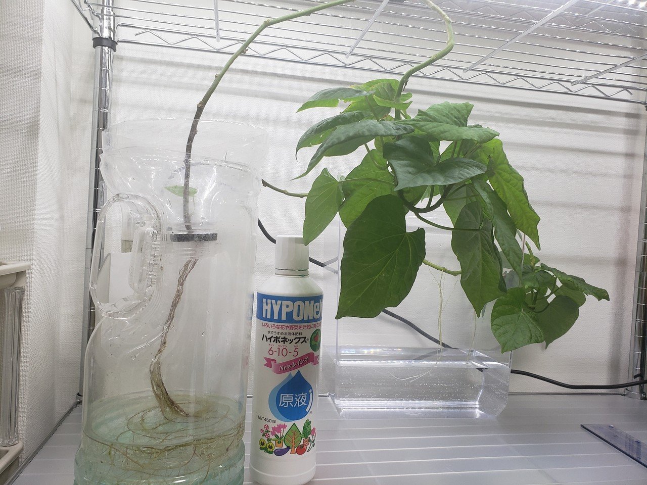 育てた さつまいもの水耕栽培 18日目 渡邊さゆり Note