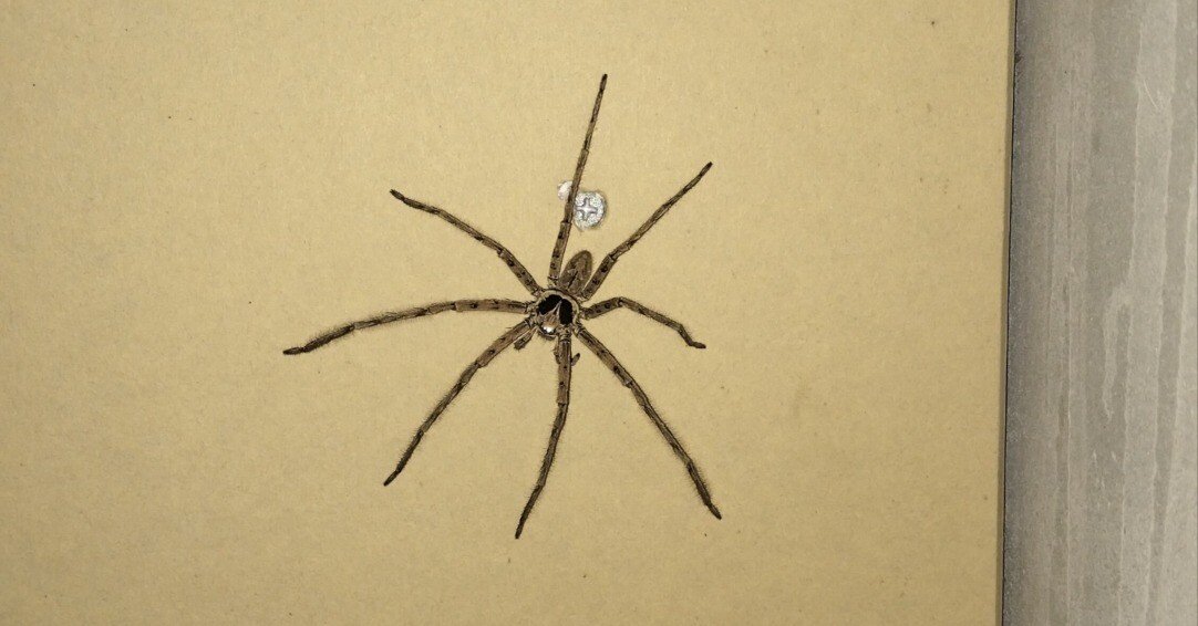 蜘蛛　馬 Amazon.co.jp: 【シングルカード】 地雷蜘蛛 ME-29-N 遊戯王OCG METAL