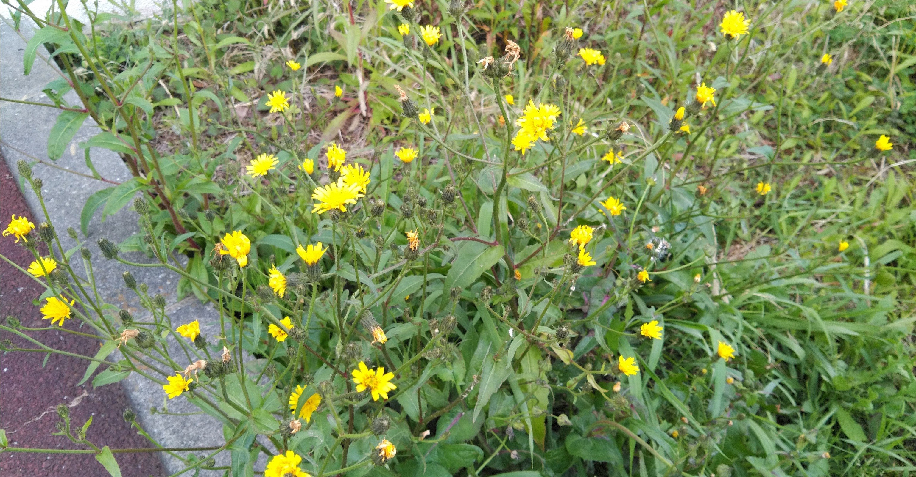 生活科 雑草図鑑 オニタビラコ編 Jun Note 生活科 雑草図鑑 オニタビラコ編 Jun Note