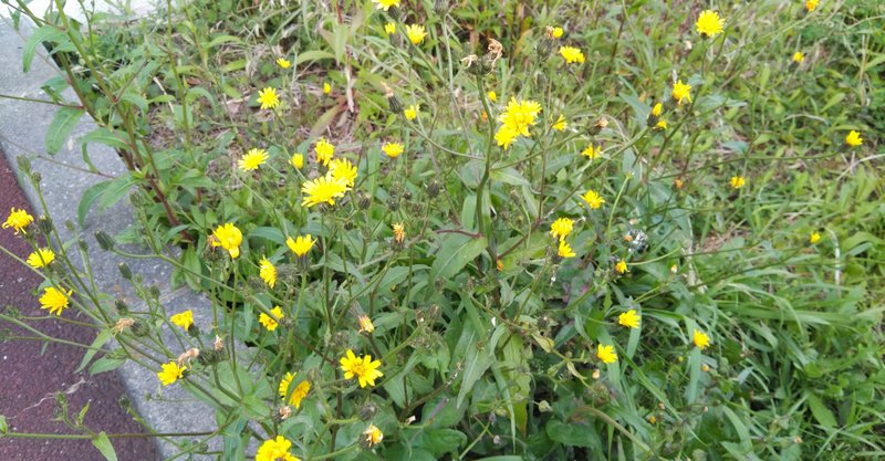生活科 雑草図鑑 オニタビラコ編 Jun Note 生活科 雑草図鑑 オニタビラコ編 Jun Note