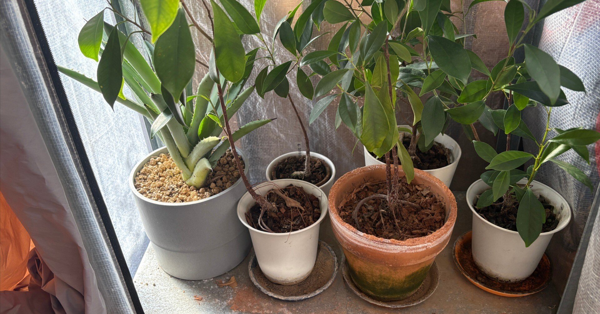 職場の植物-ガジュマル-(2025.12.11)｜NAKADA Shugo