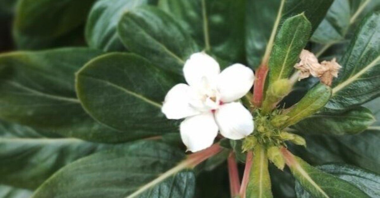 ニチニチソウ（冬の白花）｜高瀬浩之