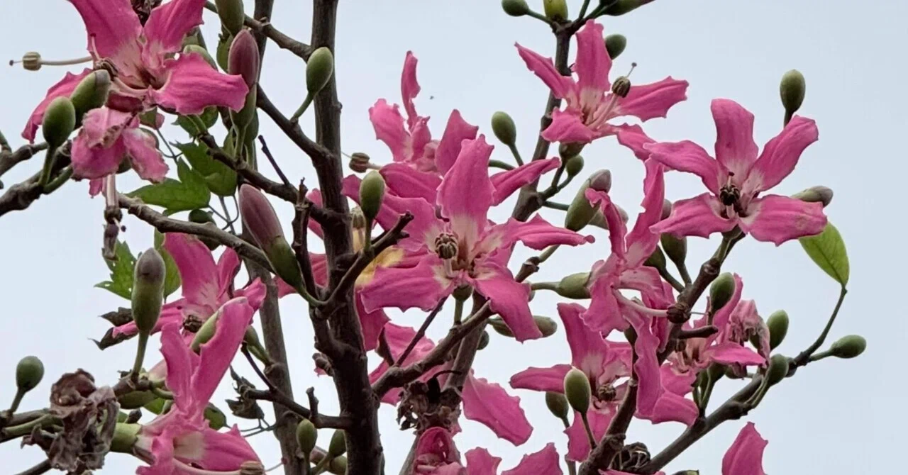 トックリキワタ 幹、花、実とそれぞれユニークな特徴をもつ樹木｜EGGSEED