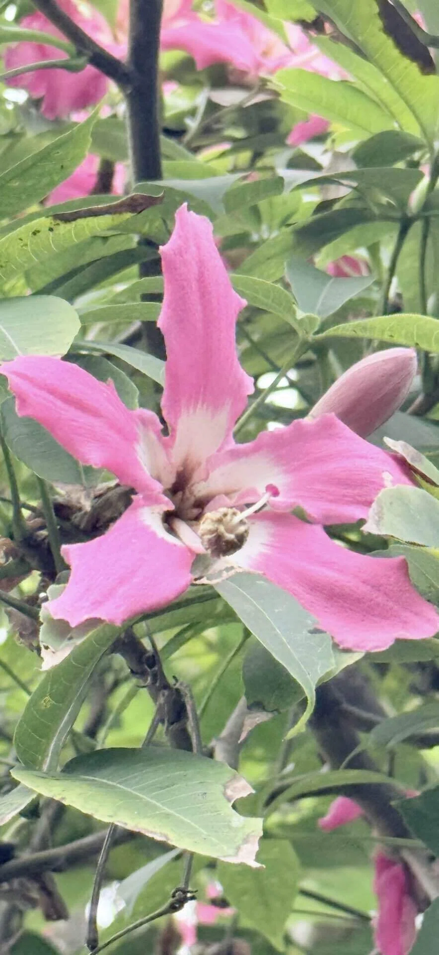 トックリキワタ』 幹、花、実とそれぞれユニークな特徴をもつ樹木｜EGGSEED