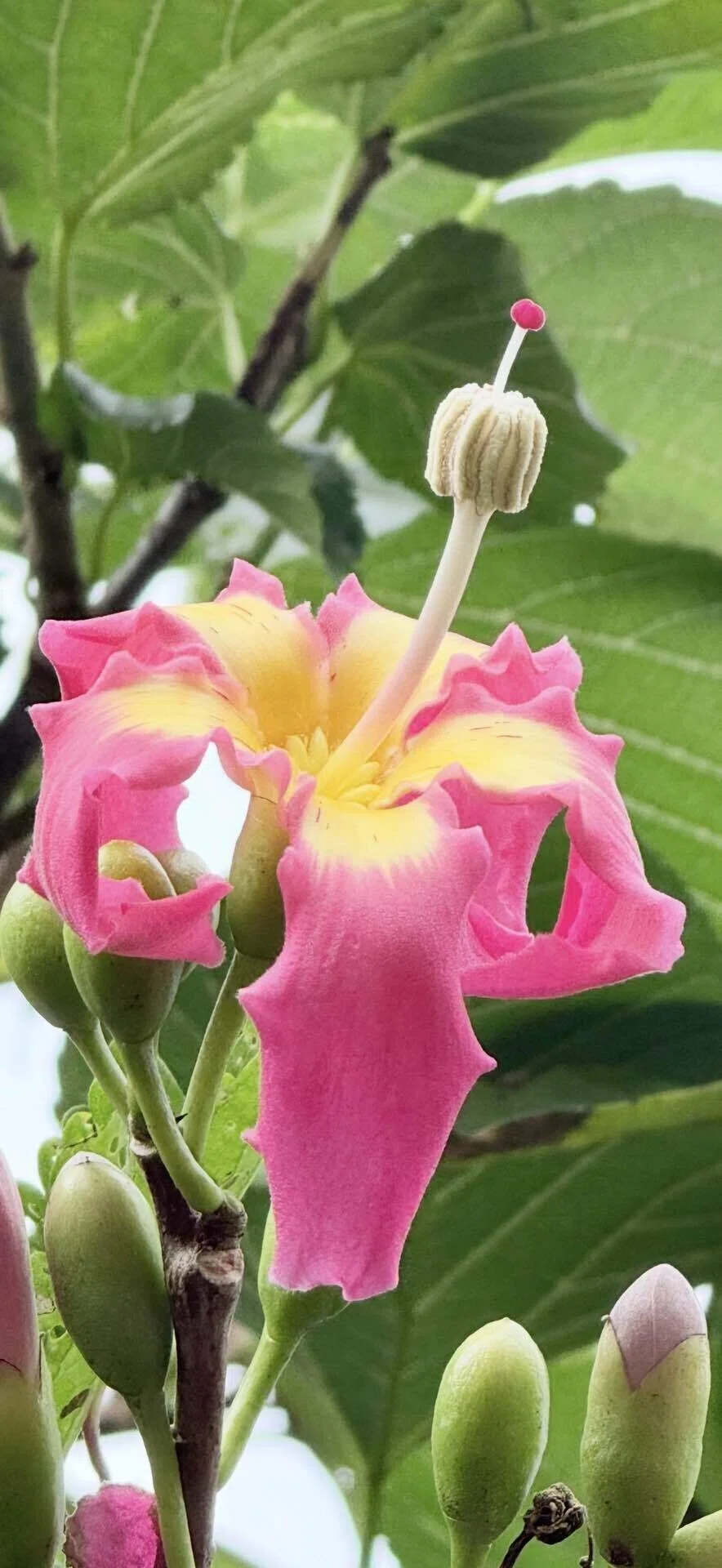 トックリキワタ 幹、花、実とそれぞれユニークな特徴をもつ樹木｜EGGSEED