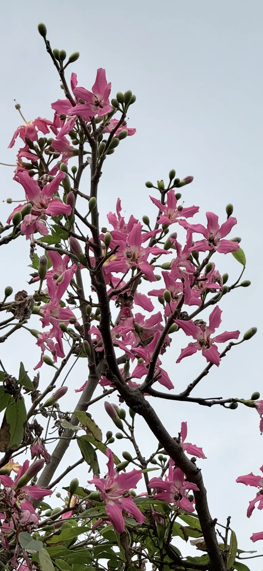 トックリキワタ 幹、花、実とそれぞれユニークな特徴をもつ樹木｜EGGSEED