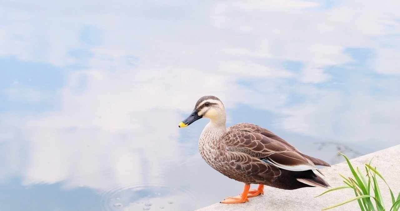 昼休みウォーキング の新着タグ記事一覧 Note つくる つながる とどける