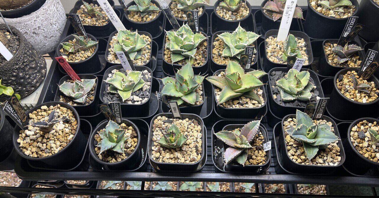 アガベ沼に落ちた話40「2025年購入アガベ100株達成！全アガベ名リスト