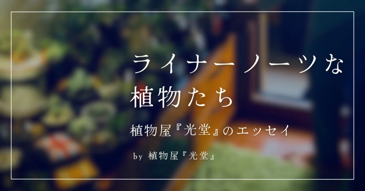 #23 | All 2025 Pop-up Events Concluded!｜出張植物屋『光堂』／28歳会社員