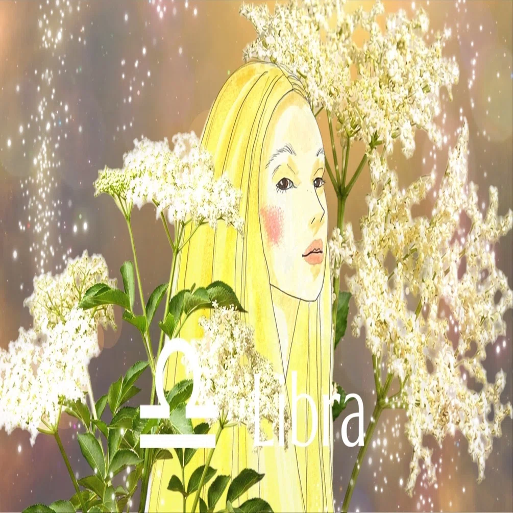 月は天秤座へ。美と愛の力を高めるハーブ・エルダーフラワー｜ANIMA