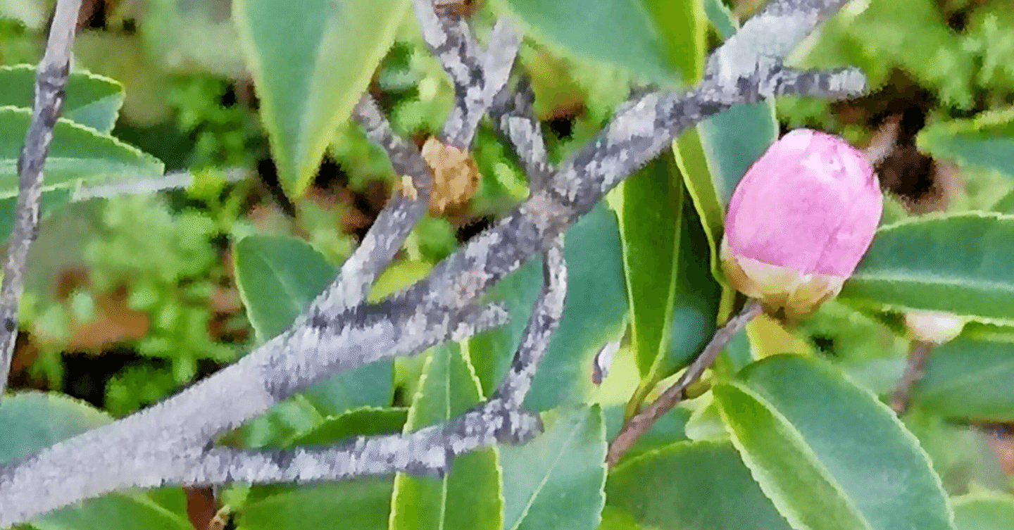 １２月１１日２１時半、東京市場は２３０円台で株価を抑えて、がっかり売りを誘っていたが、株価を上げるとインサイダー取引を疑われるので、株価 を下げながら個人が売るのを待っていた感じ。しかしIR前だからだろう｜kuronekomarimo