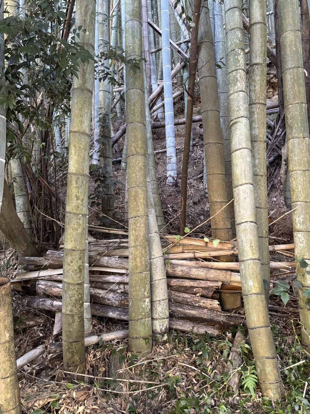 竹林整備】チェンソーマンになる。｜徳田 果南