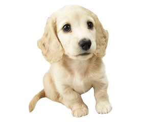 ミニチュアダックスフンド の新着タグ記事一覧 Note つくる つながる とどける ミニチュアダックスフンド の新着タグ記事一覧 Note つくる つながる とどける