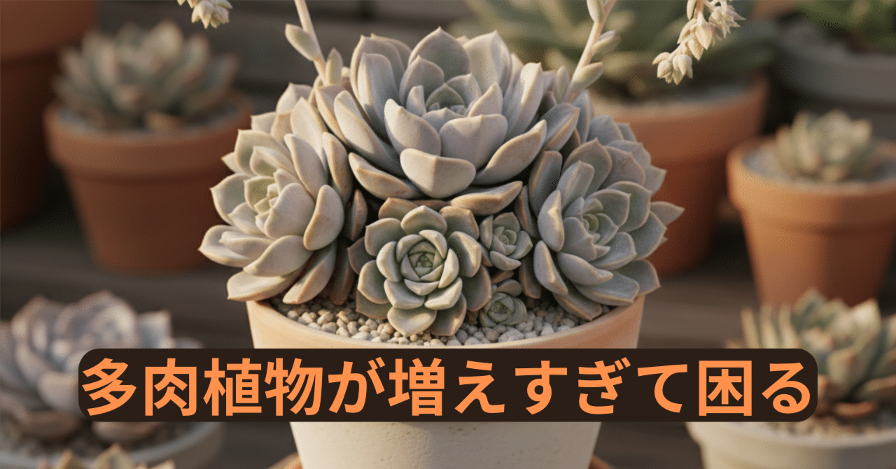 多肉植物が増えすぎて困る…」その正体と解決策！朧月（おぼろづき）と
