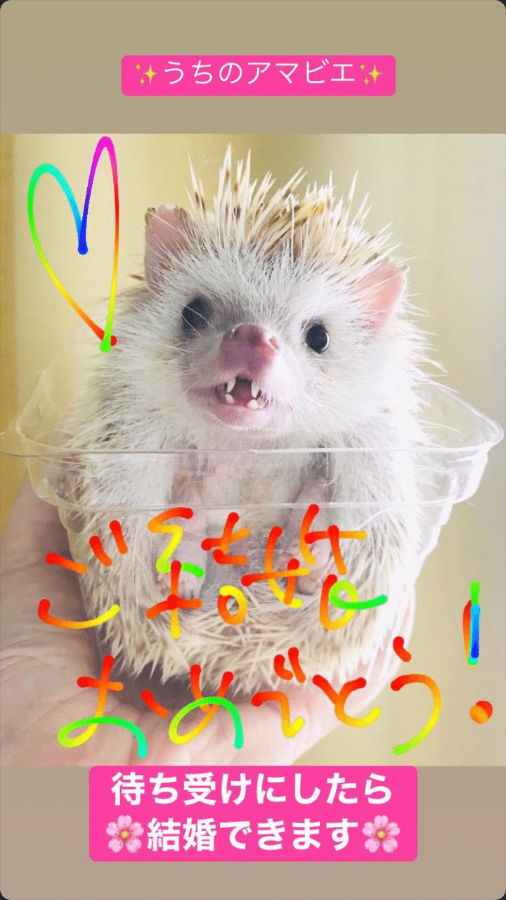 やっぱりラテが ハリネズミが 好き Rapilatte Note