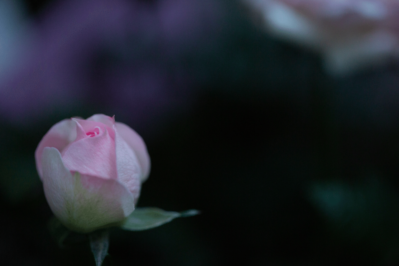 キモチ あや Note