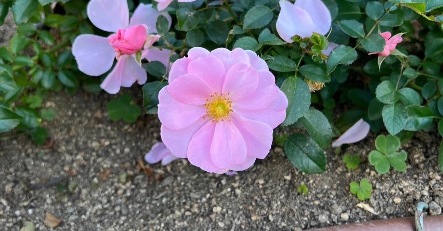 🇩🇪Queen Mother🌹Nakanoshima Rose Garden｜ぱぽにゃん🌹🌳