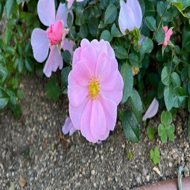 【即購入・バラ売り・値下げ可】 Man アルバム マシマシラex 080/064 SR｜ポケカシングルカード通販｜Cloveストア