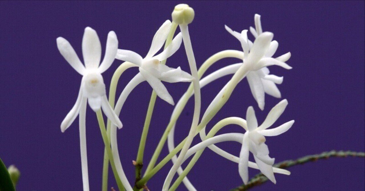 フウラン「山採り(梅鉢植え)」の花(過去の画像倉庫から)｜KJ Morison