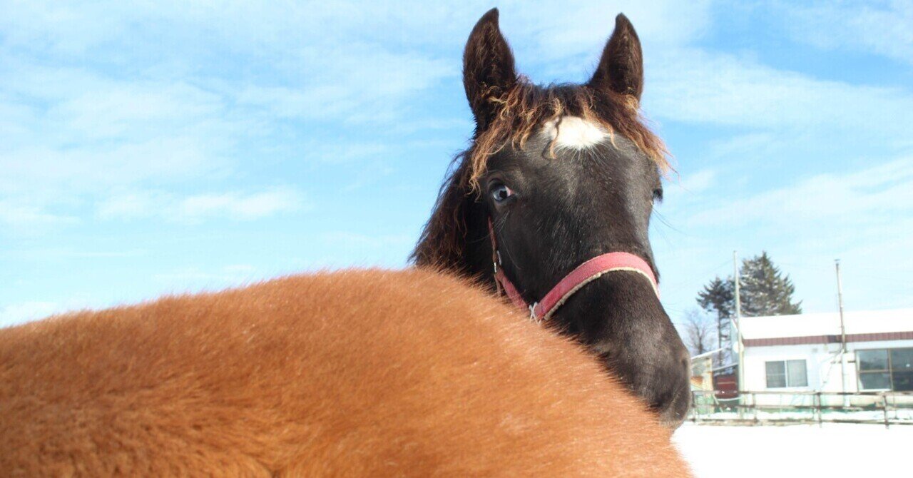 私はいつもアパルーサに泣かされる eyecatch